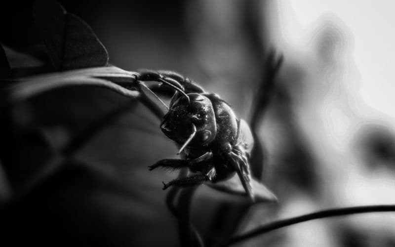 Bed Bugs