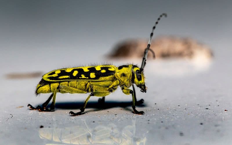 Beetles