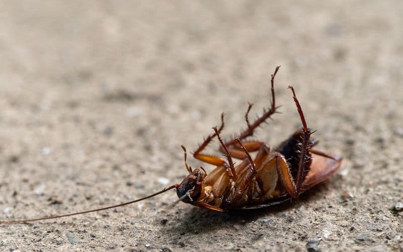 Cockroaches