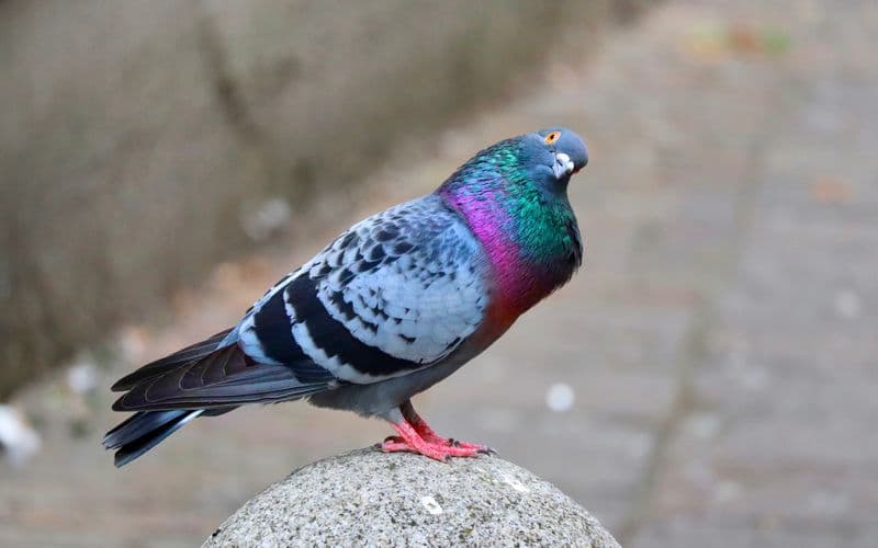 Pigeons