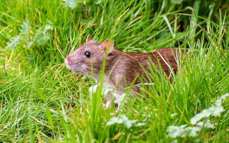 Rats & Mice