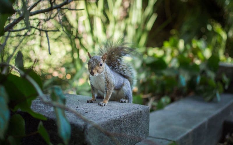 Squirrels