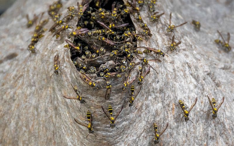 Wasps